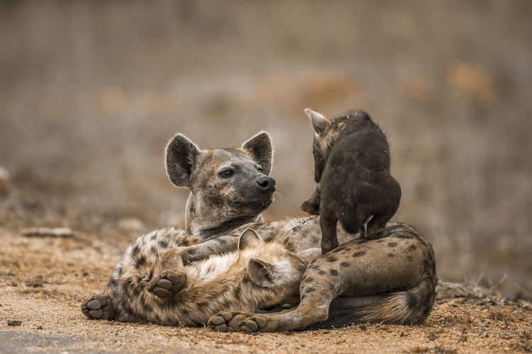 Close-up of hyenas on land