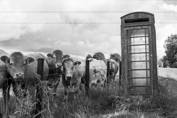 An old and weathered red telephone box beside a field of bullocks in northern ireland