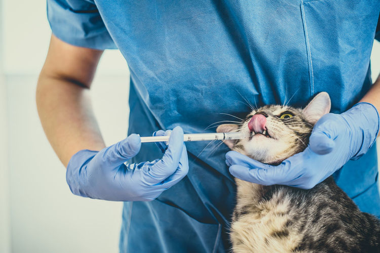 Veterinarian doctor is giving liquid medication to a cat