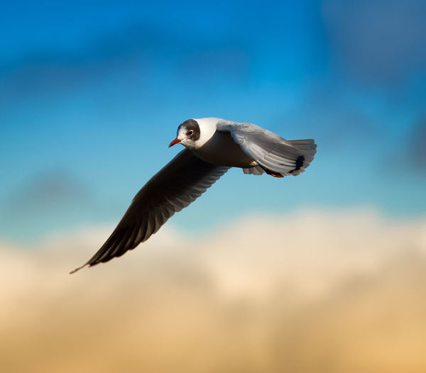 Low angle view of black-headed gull flying against sky