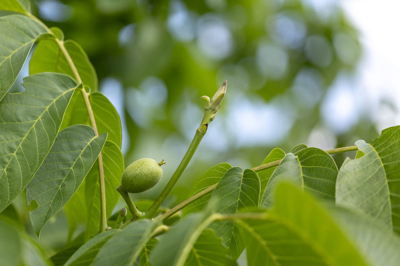 Green walnut at a tree branch with blurred bokeh during springtime.