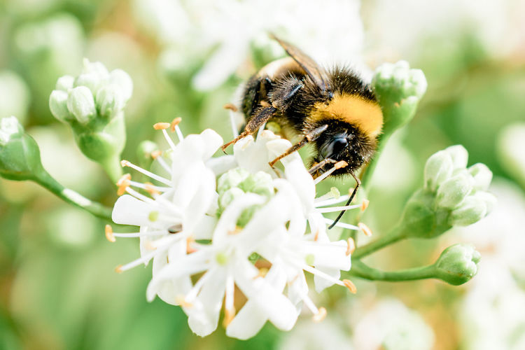 Close-up of bee on flower