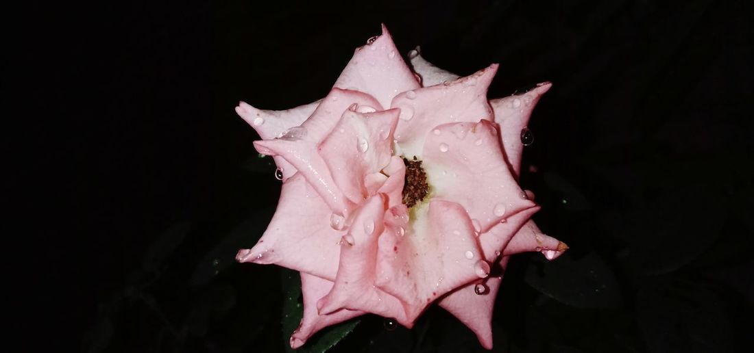 Close-up of wet pink rose against black background