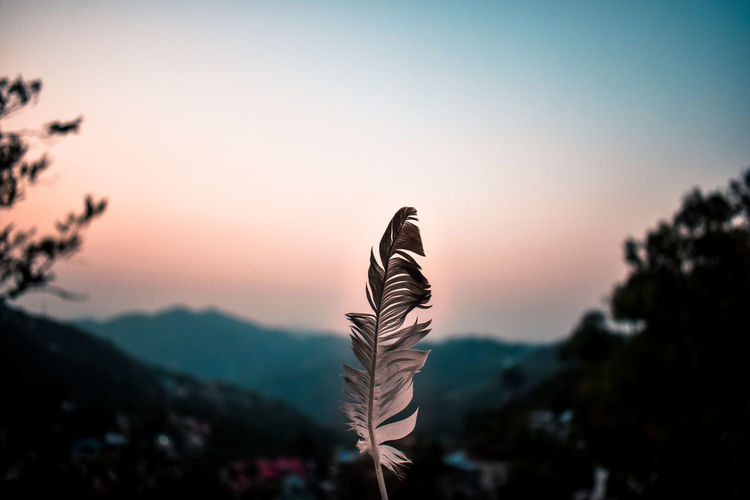 Close-up of feather against sky during sunset