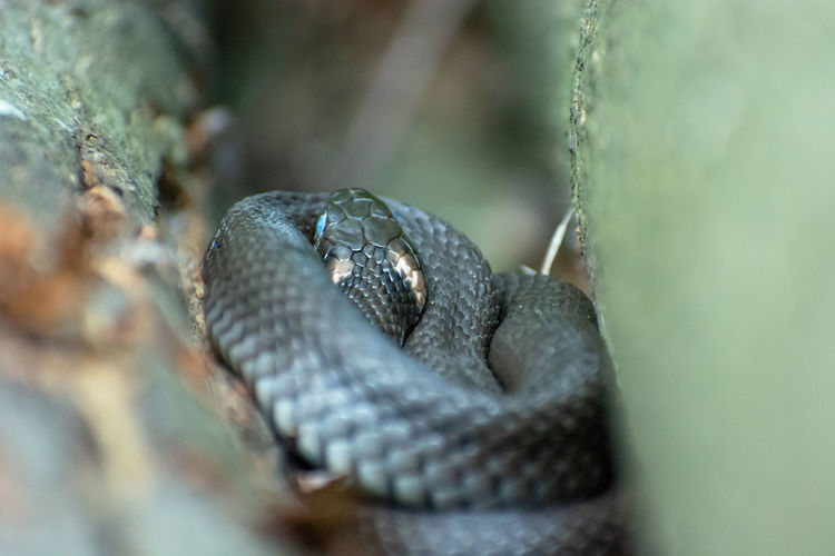 Curled grass snake in the gap between the logs of wood, summer day