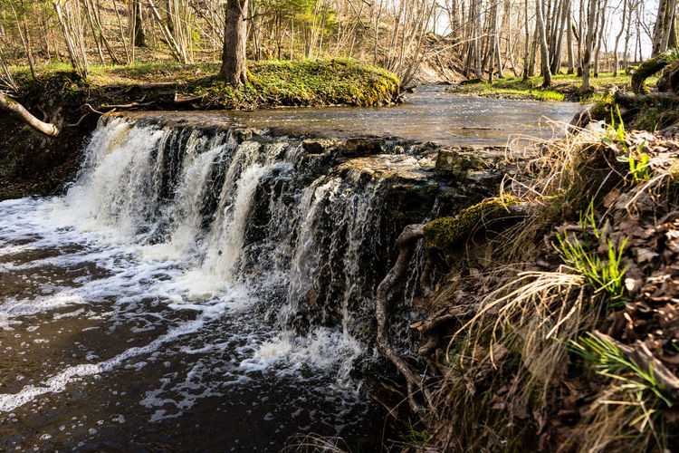 Scenic view of waterfall in forest