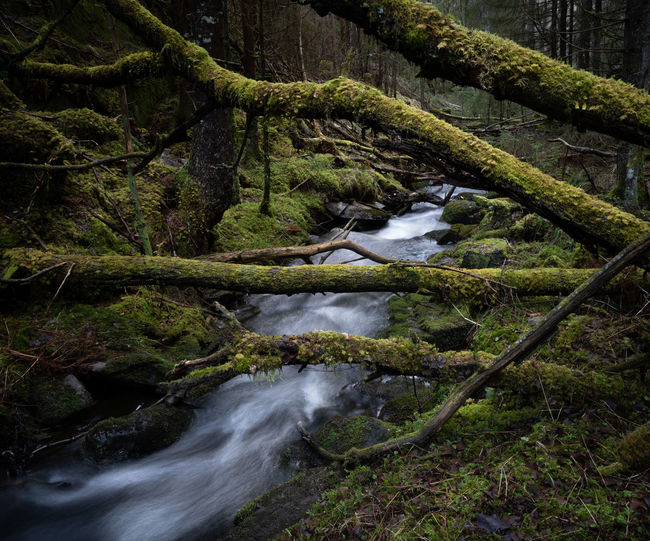 Stream flowing through a forest