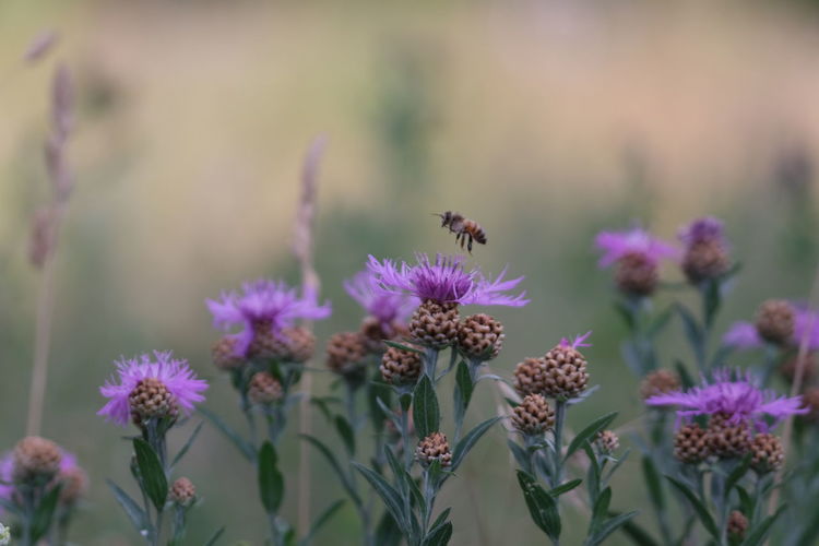 Close-up of bee pollinating on purple flower