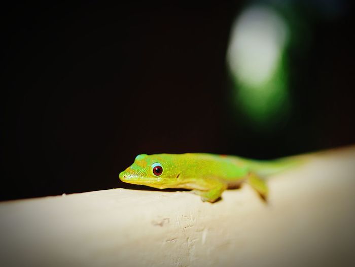 Close-up of green lizard on black background