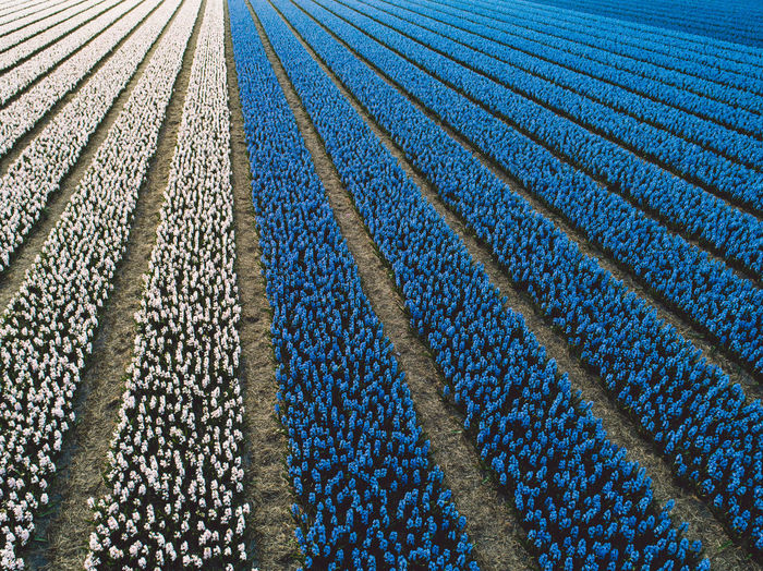 Aerial view of hyacinth flowers field