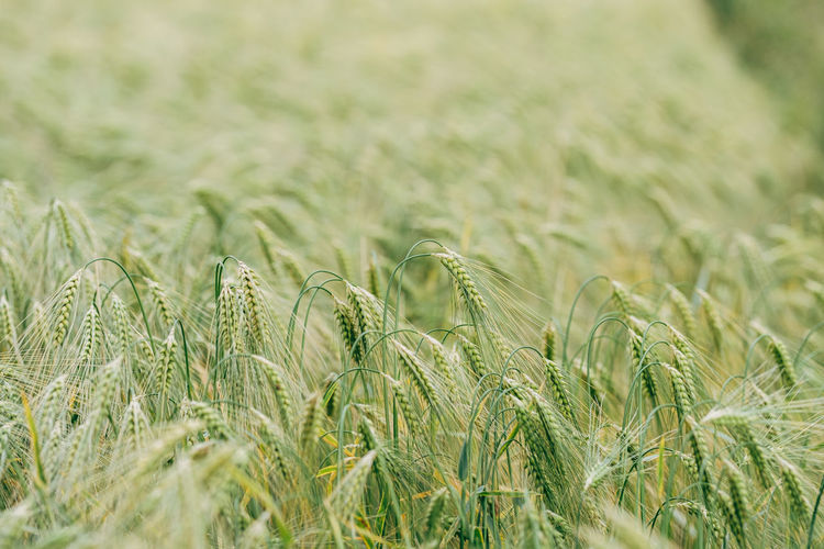 Close up of green oat field