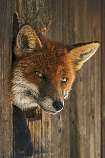 Close-up portrait of fox