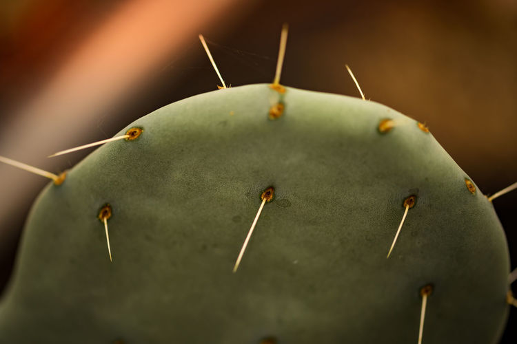 Den helder, the netherlands. july 2020. the cacti of the botanic garden in den helder, holland.