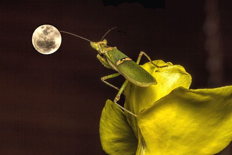 Close-up of insect on flower against full moon at night