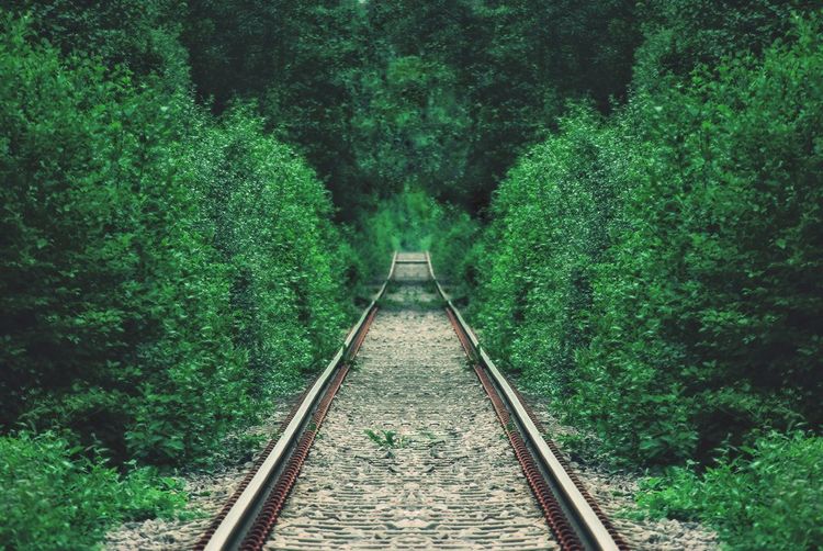 Railroad tracks amidst trees in forest