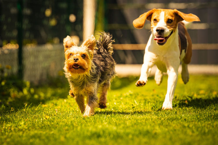 An amazing yorkshire terrier is having fun running and jumping towards camera. copy space background