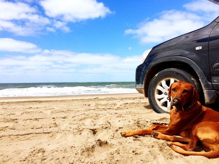 Dog sitting by car at beach against sky