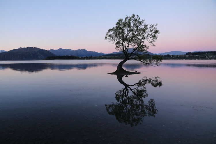 Tree reflected in lake at sunset