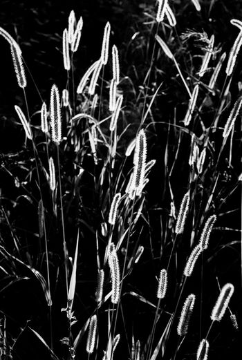 Close-up of wheat plants on field at night