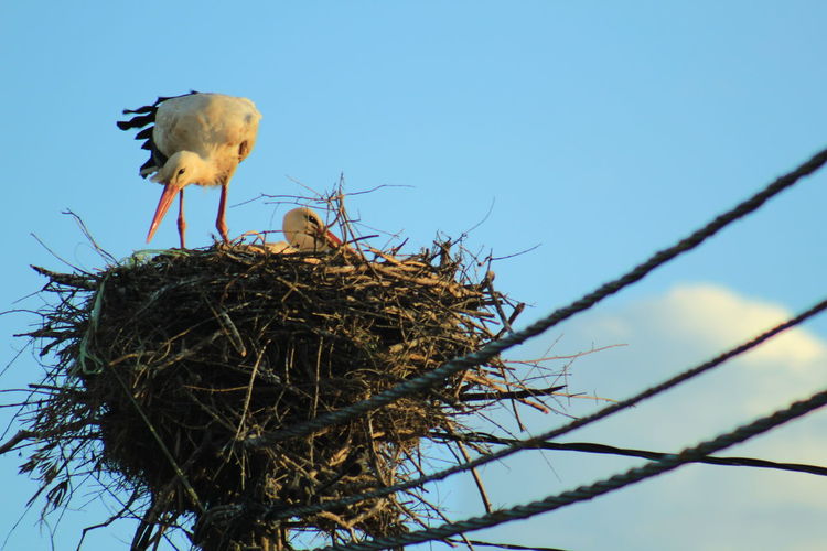 Low angle view of birds in nest against sky