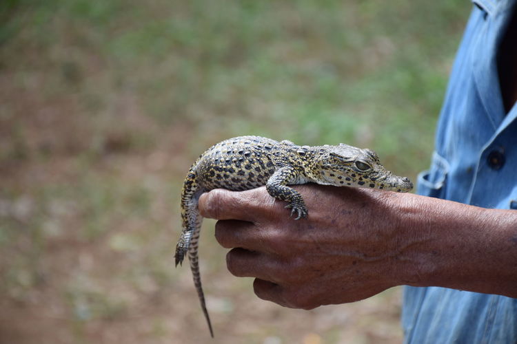 Baby crocodile sitting on hand 
