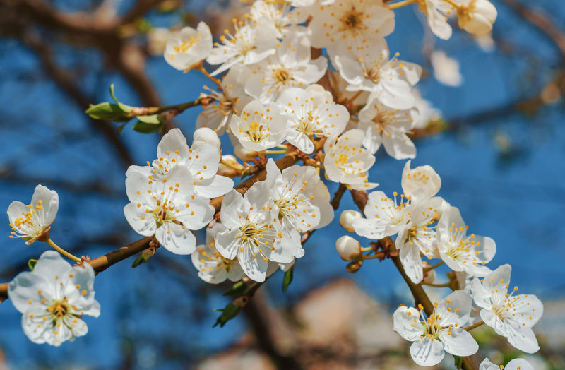 Close-up of cherry blossoms on tree