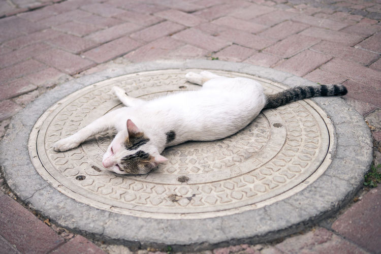 Close-up of cat sleeping on sidewalk