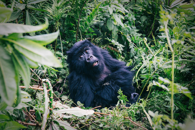 Portrait of gorilla in jungle
