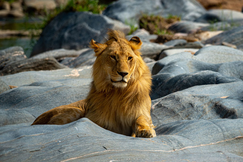 Young male lion lies on riverbed rocks