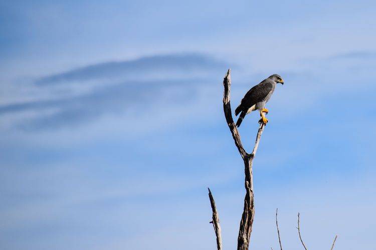 Low angle view of eagle perching on tree against sky