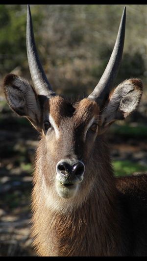 Close-up portrait of a deer