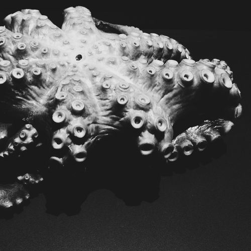Close-up of octopus undersea