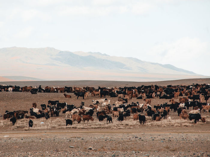 Flock of sheep on a land