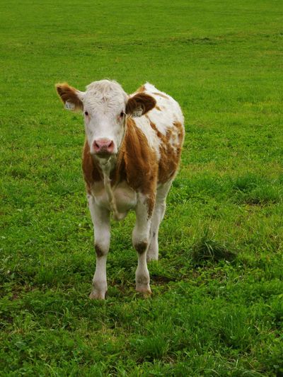 Portrait of cow standing on grassy field