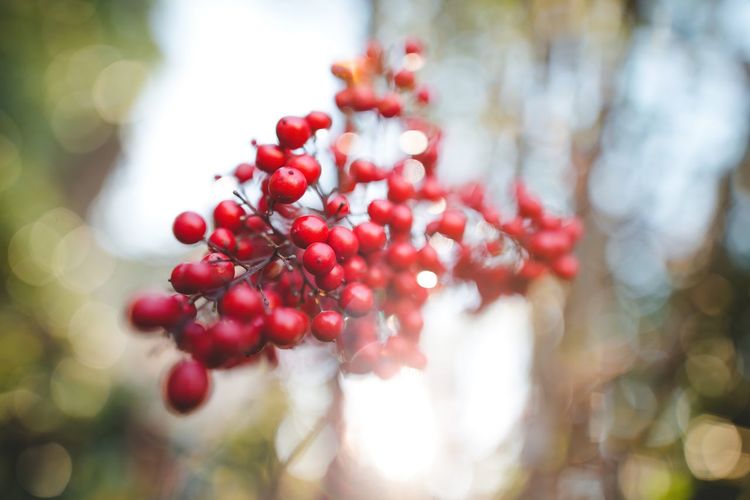 Close-up of red berries growing on tree