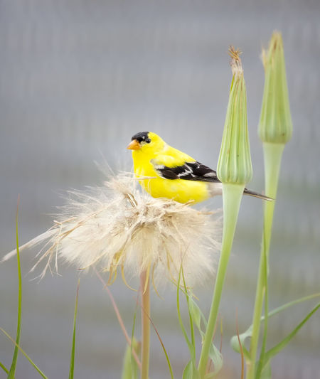 Yellow bird perching on a plant
