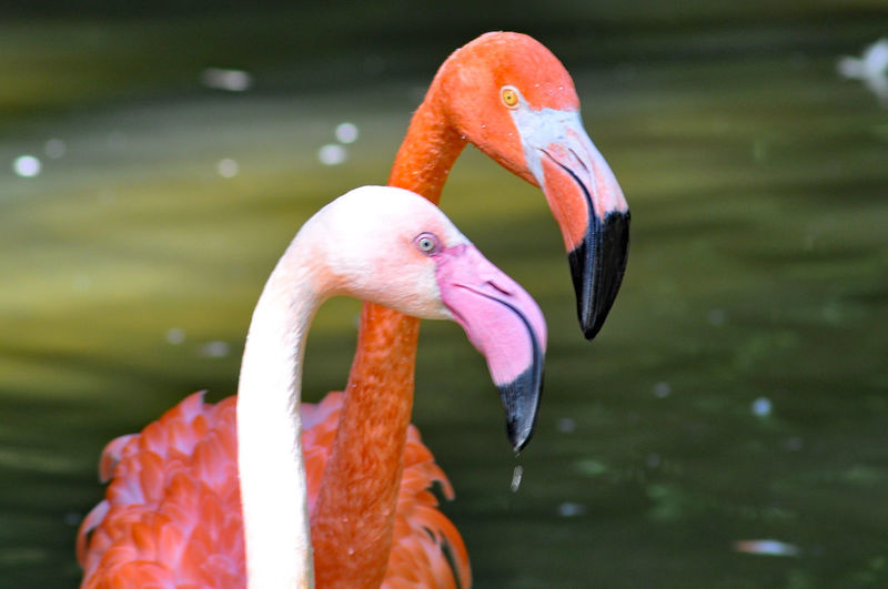 Close-up of flamingoes against river