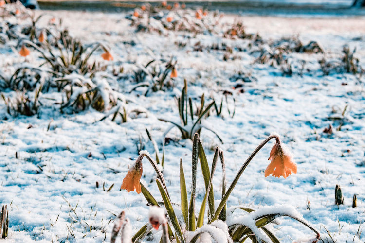 Close-up of frozen daffodils during winter