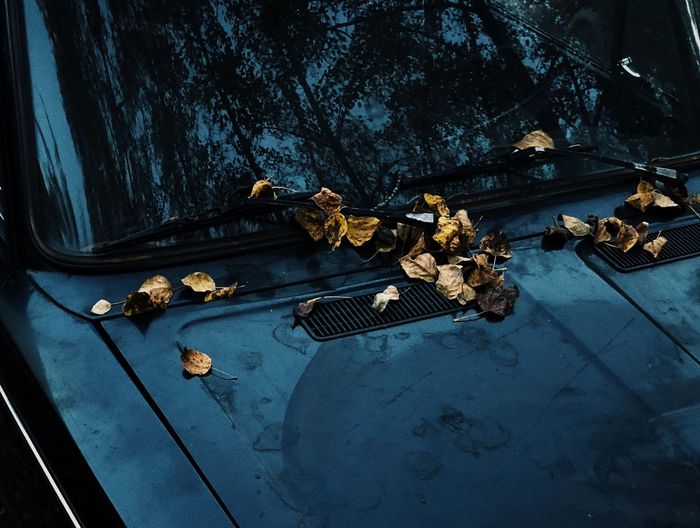 High angle view of dried leaves on vehicle bonnet