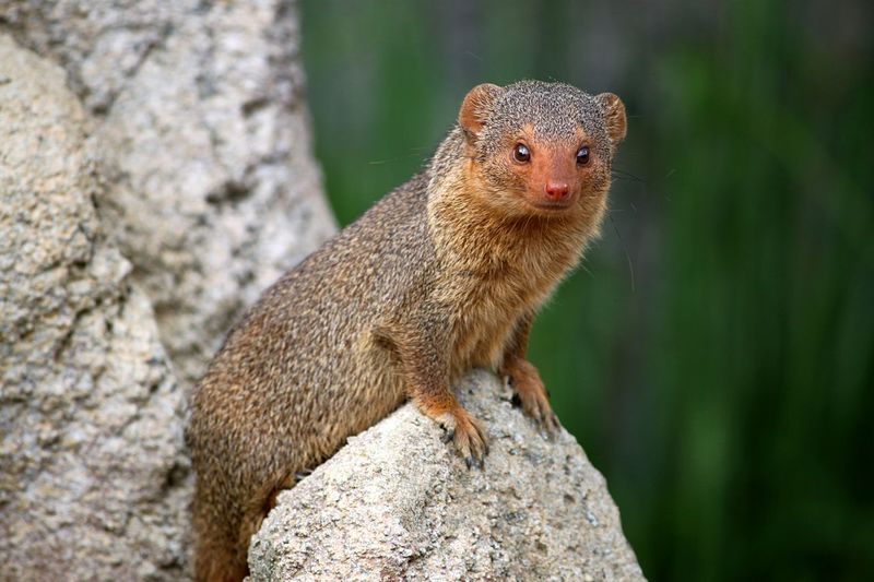 Close-up portrait of mongoose