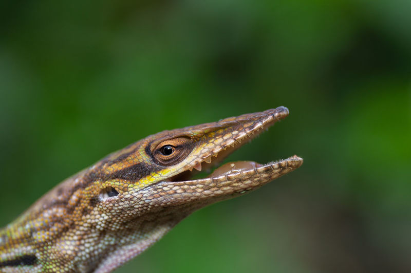 Close-up of lizard anoris