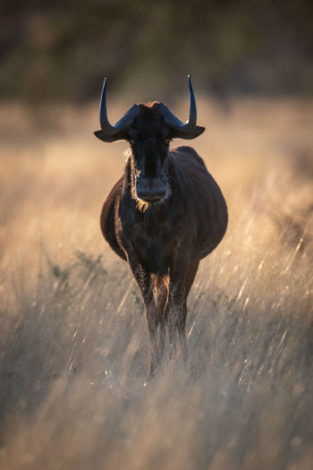 Black wildebeest stands facing camera in grass