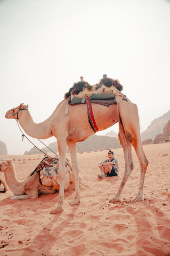 Young man sitting with camel on desert