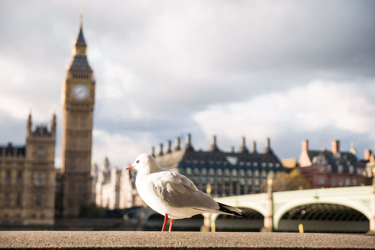 Seagull perching on retaining wall against big ben