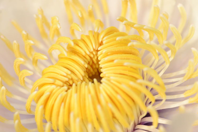 Close-up of lotus pollen 