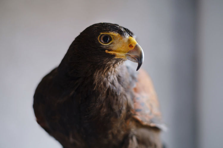 Buzzard eagle over the wall. closeup portrain buteo buteon of wild bird