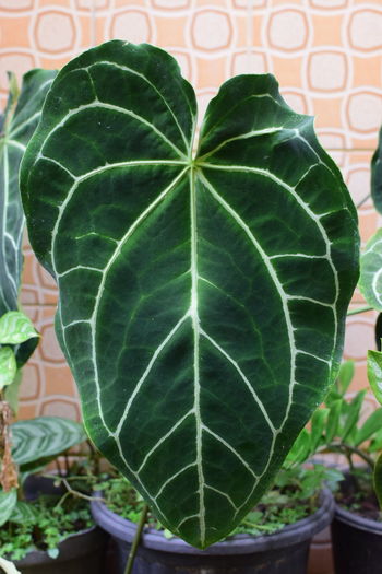 Close-up of green leaves on potted plant