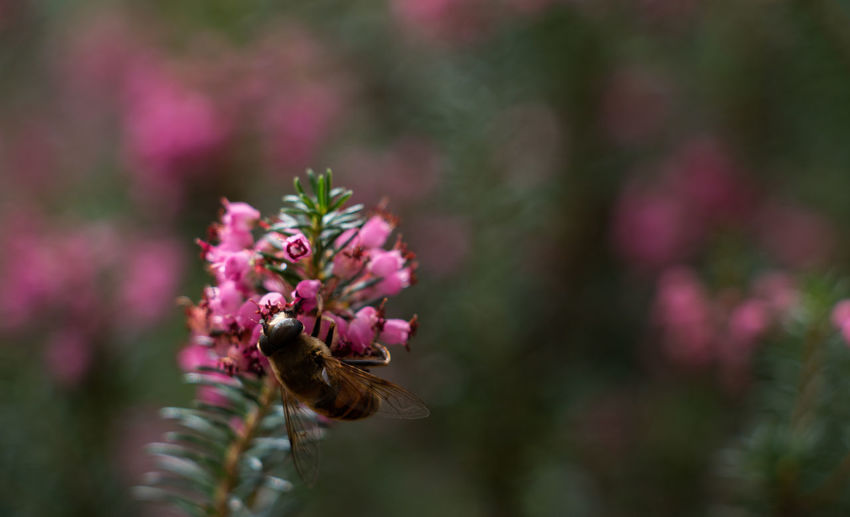 Bee pollinating on pink flower