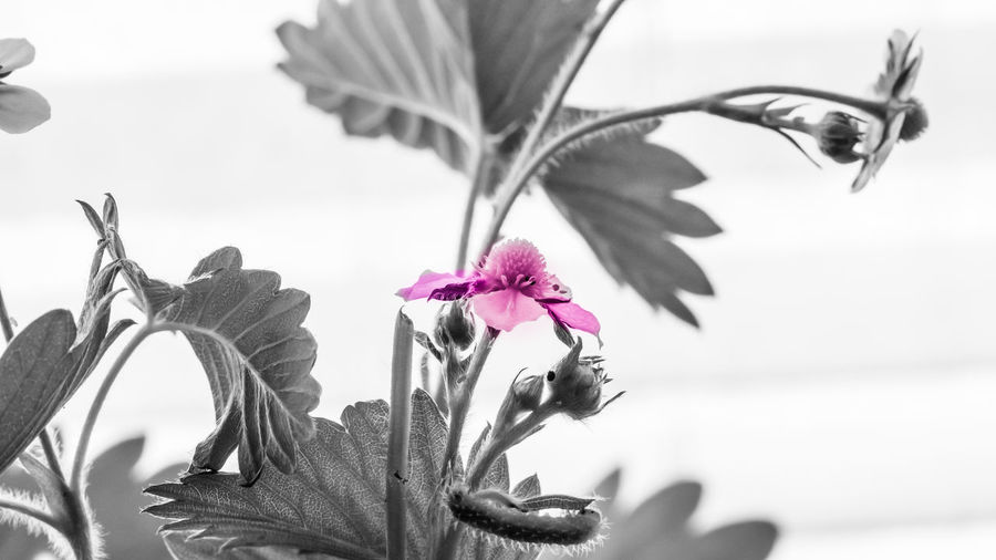 Close-up of pink flowering plant