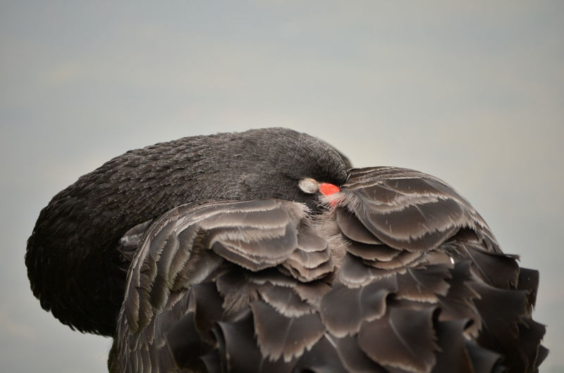 Close-up of a black swan 